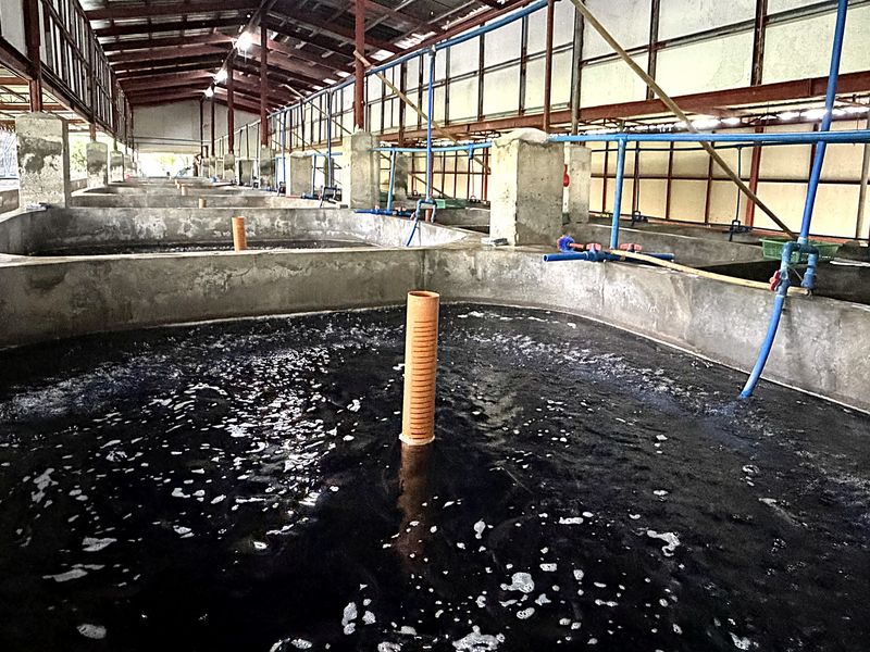 Concrete grow-out tanks with aerated water inside the GeoGrow eel facility