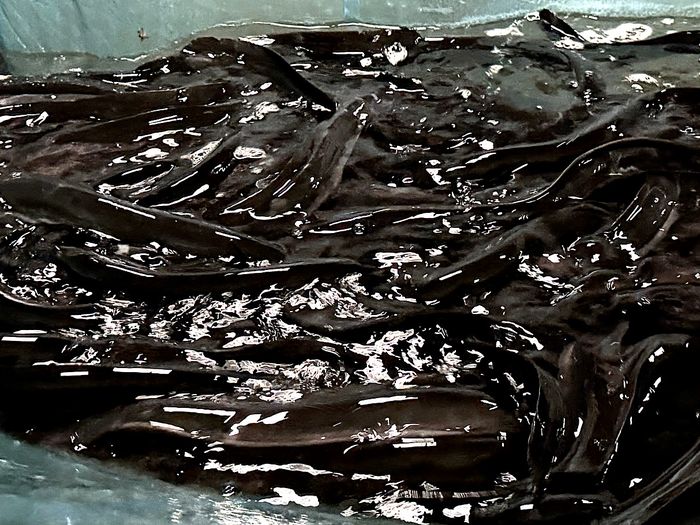 Freshly harvested live eels