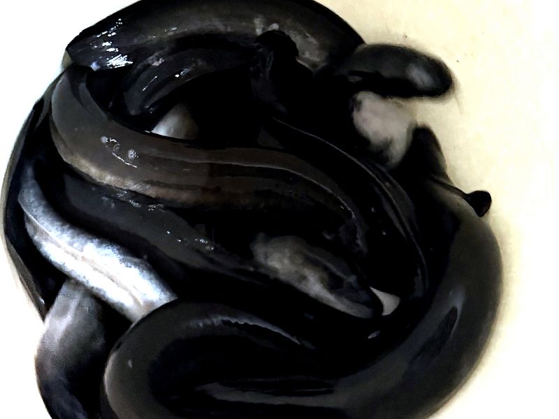 Live farm-raised eels in a white drum, harvested at the GeoGrow farm