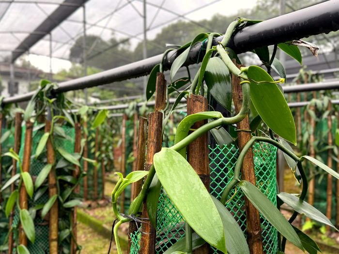 Vanilla vines growing on the GeoGrow farm